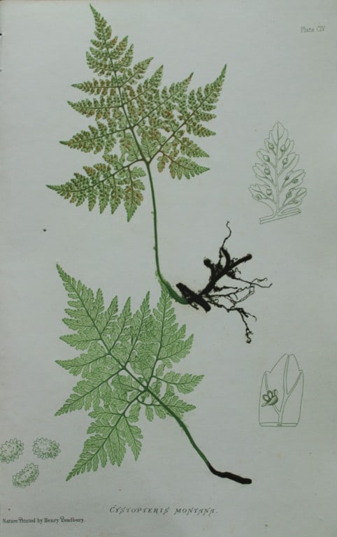 Thomas Moore - Nature-printed ferns by Thomas Moore 1863 (1 of 1)