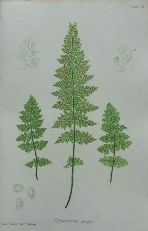 Thomas Moore - Nature-printed ferns by Thomas Moore 1863 (1 of 1)