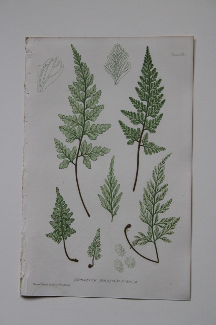 Thomas Moore - Nature-printed ferns by Thomas Moore 1863 (1 of 1)