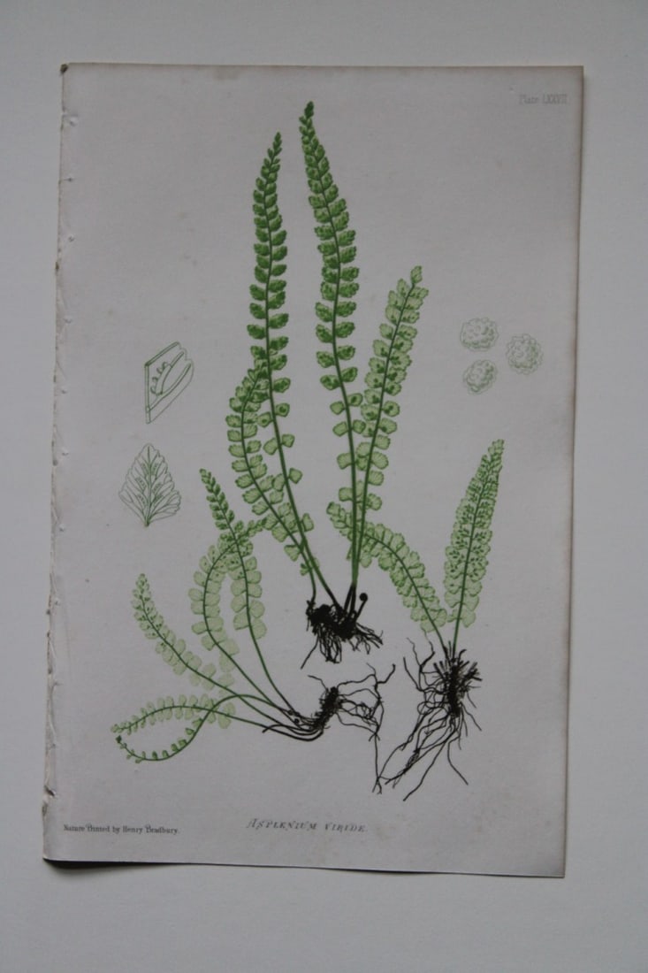 Thomas Moore - Nature-printed ferns by Thomas Moore 1863 (1 of 1)