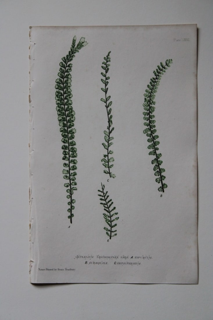 Thomas Moore - Nature-printed ferns by Thomas Moore 1863 (1 of 1)