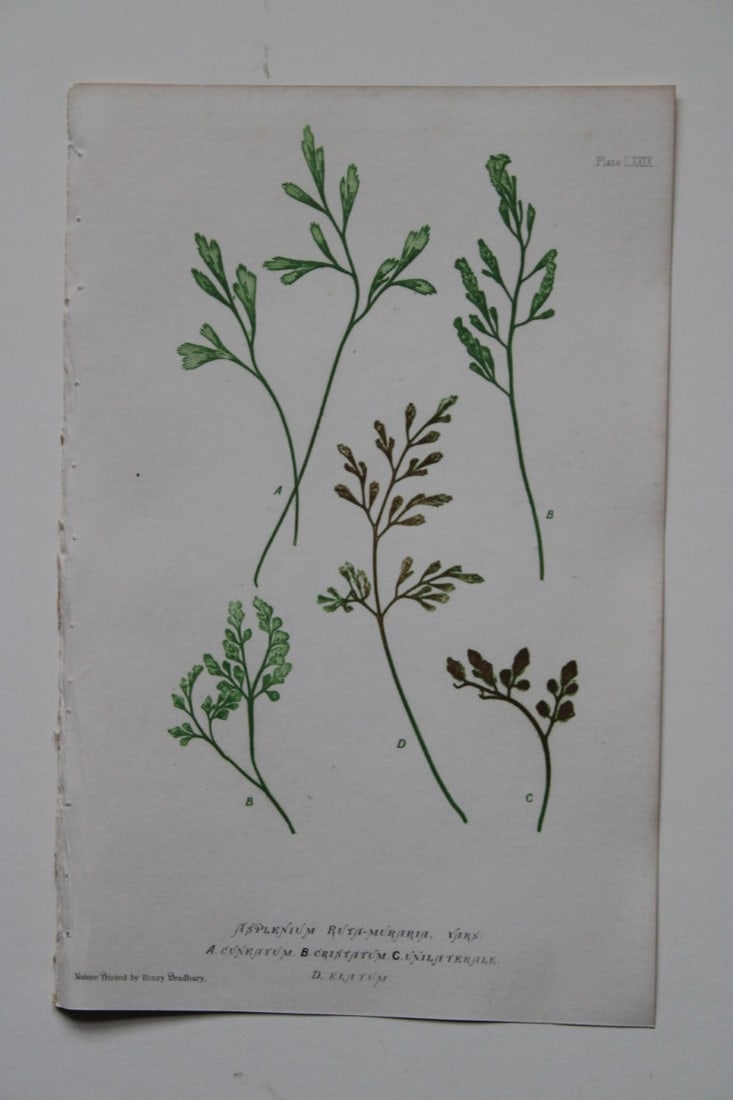Thomas Moore - Nature-printed ferns by Thomas Moore 1863 (1 of 2)