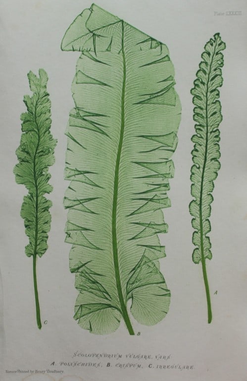 Thomas Moore - Nature-printed ferns by Thomas Moore 1863: This print is from Nature-Printed British Ferns: Being Figures and Descriptions of the Species and Varieties of Ferns Found in the United Kingdom by Thomas Moore. Published by Bradbury & Evans, London