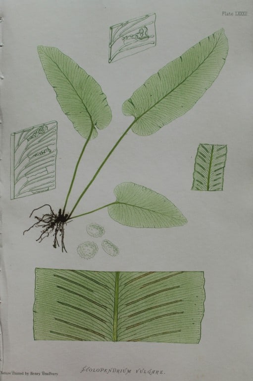 Thomas Moore - Nature-printed ferns by Thomas Moore 1863: This print is from Nature-Printed British Ferns: Being Figures and Descriptions of the Species and Varieties of Ferns Found in the United Kingdom by Thomas Moore. Published by Bradbury & Evans, London