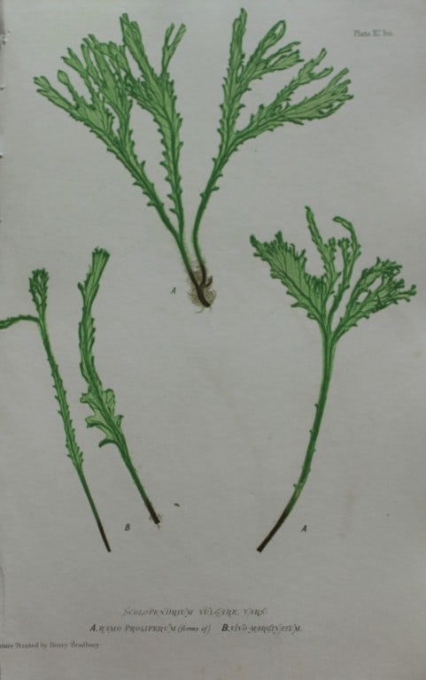 Thomas Moore - Nature-printed ferns by Thomas Moore 1863 (1 of 1)