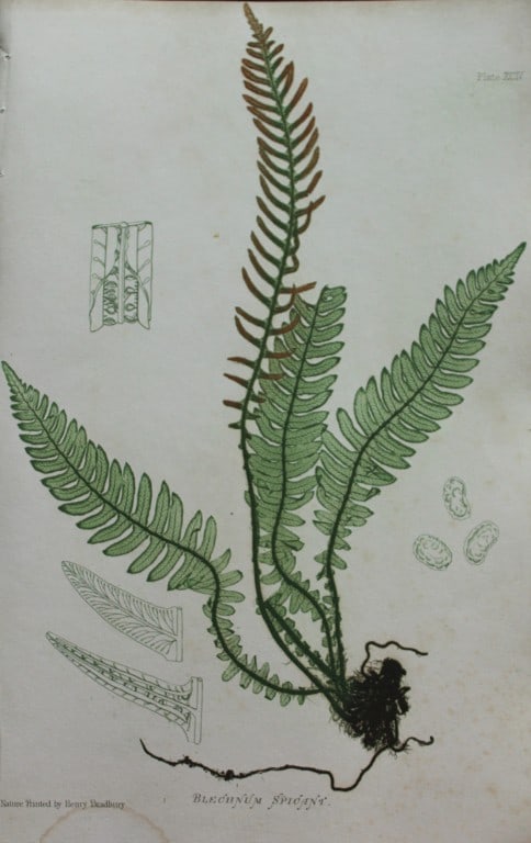 Thomas Moore - Nature-printed ferns by Thomas Moore 1863 (1 of 1)
