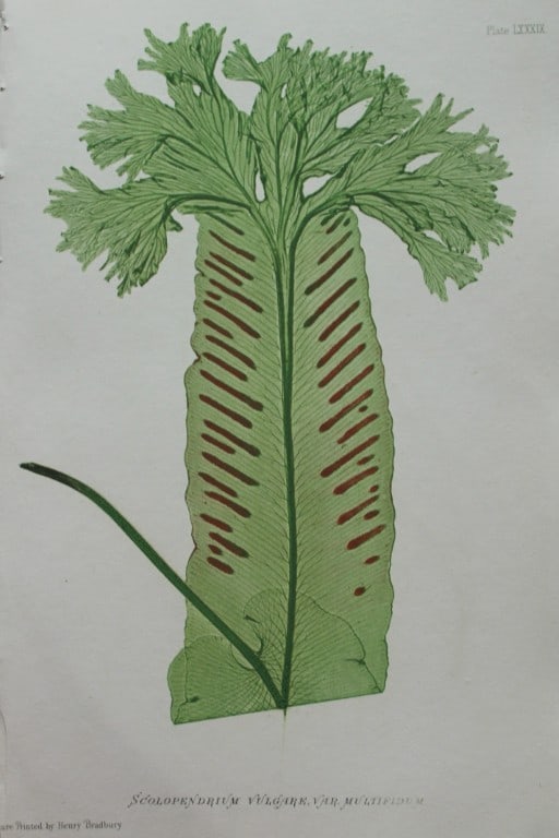 Thomas Moore - Nature-printed ferns by Thomas Moore 1863 (1 of 2)