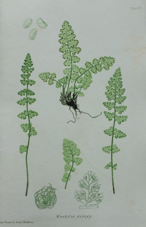 Thomas Moore - Nature-printed ferns by Thomas Moore 1863 (1 of 2)