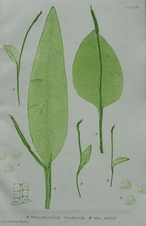 Thomas Moore - Nature-printed ferns by Thomas Moore 1863: This print is from Nature-Printed British Ferns: Being Figures and Descriptions of the Species and Varieties of Ferns Found in the United Kingdom by Thomas Moore. Published by Bradbury & Evans, London