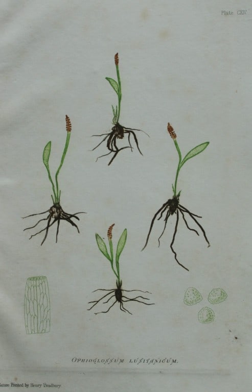 Thomas Moore - Nature-printed ferns by Thomas Moore 1863: This print is from Nature-Printed British Ferns: Being Figures and Descriptions of the Species and Varieties of Ferns Found in the United Kingdom by Thomas Moore. Published by Bradbury & Evans, London