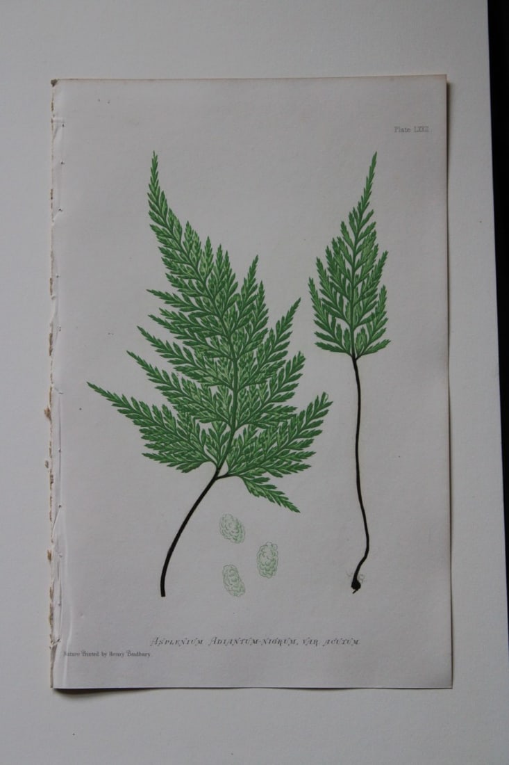 Thomas Moore - Nature-printed ferns by Thomas Moore 1863 (1 of 1)
