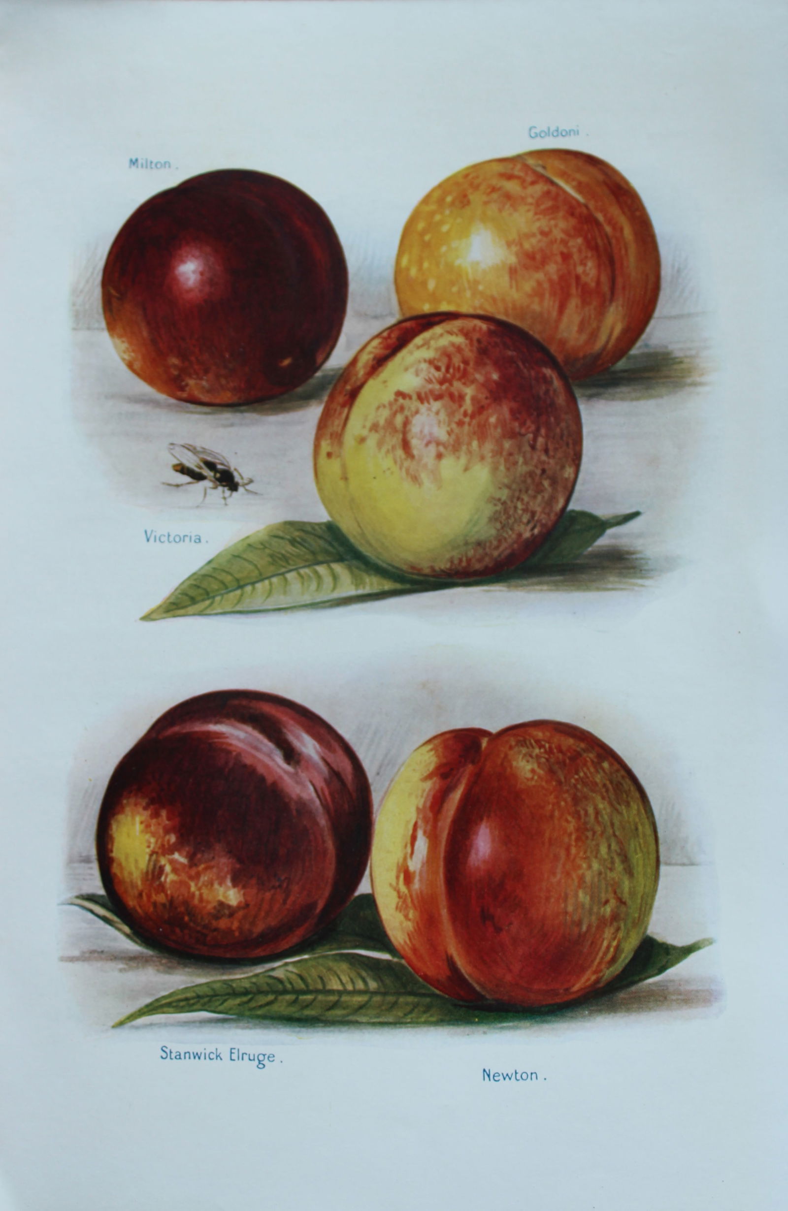 May Rivers - Apple varieties from the Fruit Grower's Guide 1924 (1 of 1)