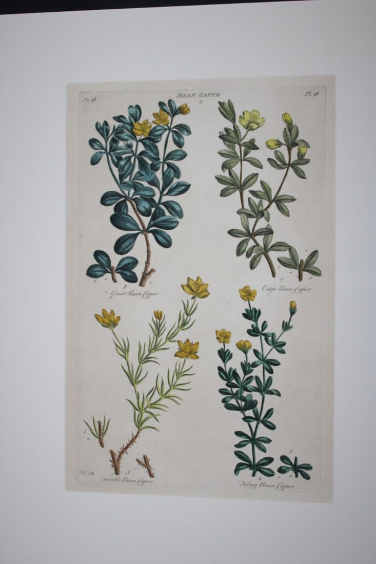 Sir John Hill - Engraving of Bean Caper from The Vegetable System 1770-75 (1 of 1)