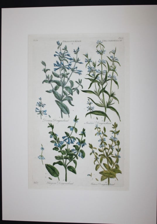 Sir John Hill - Engraving of Dragons Head from The Vegetable System 1770-75: This original hand-coloured copperplate engraving on handmade wove paper is from The Vegetable System. Or, The Internal Structure, and the Life of Plants by Sir John Hill. Published by the author, Lon