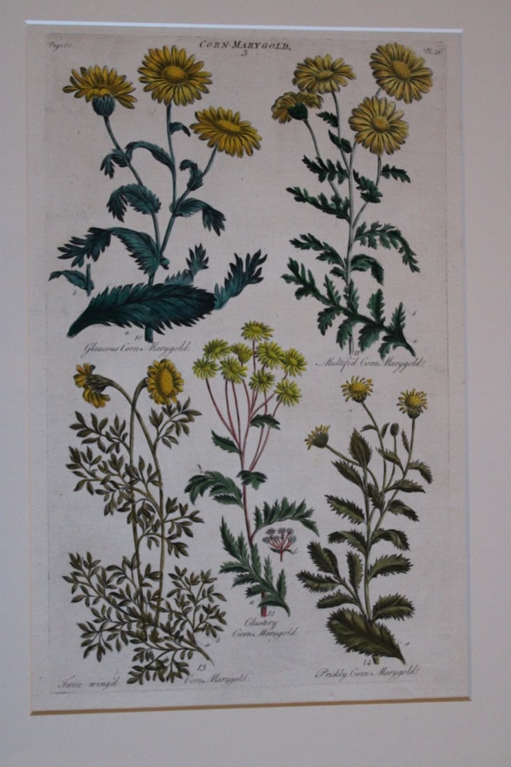 Sir John Hill - Engraving of Marigold from The Vegetable System 1770-75 (1 of 1)