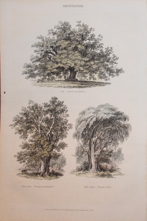 Charles Partington - Hand coloured engraving of Trees 1835: This hand-coloured steel engraving is from The British Cyclop?dia of Natural History combining a scientific classification of animals, plants and minerals; with a popular view of their habits, economy