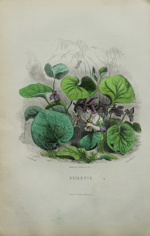 JJ Grandville - Lithograph of Les Fleurs Animees 1846: This charming lithographic print is from Les Fleurs Animees by Jean Jacques Grandville published in 1846. Grandville (pseudonym for Jean Ignace Isador Gerard 1803-1847) worked as an illustrator, paint
