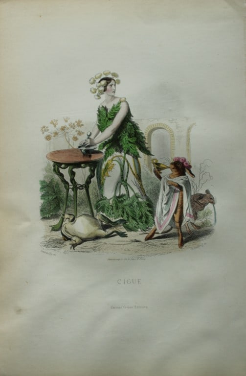 JJ Grandville - Lithograph of Les Fleurs Animees 1846: This charming lithographic print is from Les Fleurs Animees by Jean Jacques Grandville published in 1846. Grandville (pseudonym for Jean Ignace Isador Gerard 1803-1847) worked as an illustrator, paint