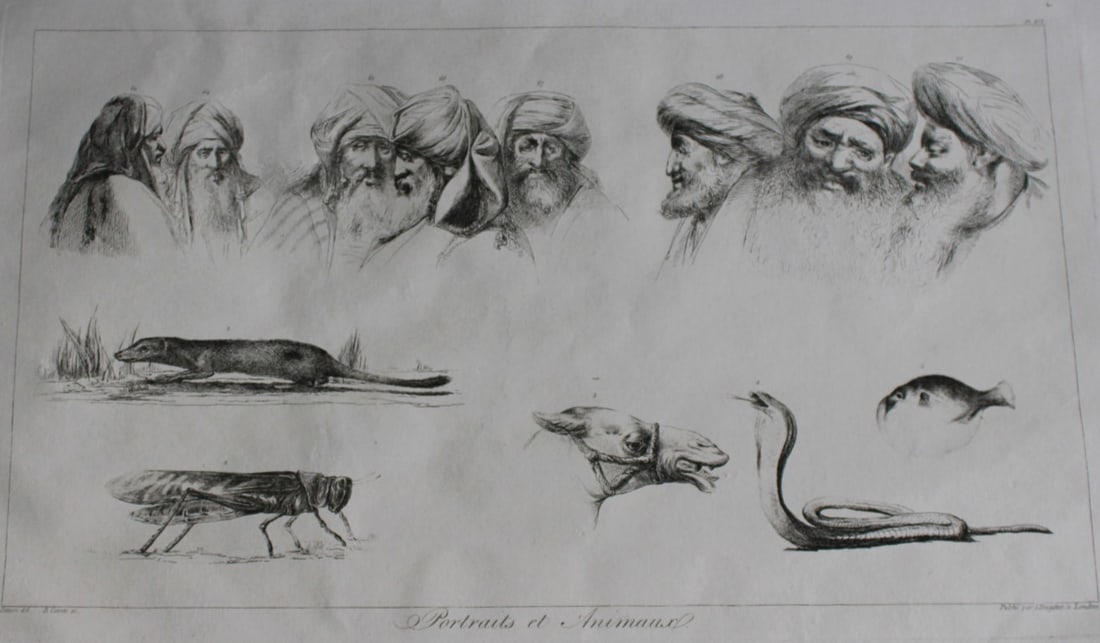 Portraits et Animaux by Vivant Denon 1807: This plate is from the Voyage dans la Basse et la Haute-Egypte pendant les campagnes du General Bonaparte by Dominique Vivant Denon. Published by Samuel Bagster, London 1807.The first member of the Fr