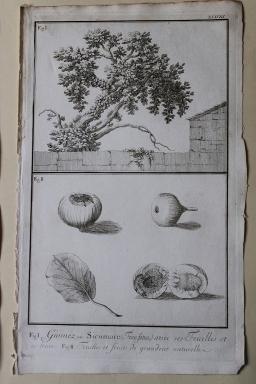 Fig tree and fruit by Capt. FL Norden 1792: This copperplate engraving is from The Antiquities, Natural History, Ruins and Other Curiosities of Egypt, Nubia and Thebes by Frederic Lewis (or Ludvig) Norden. Printed for Edward Jeffreys, London 17