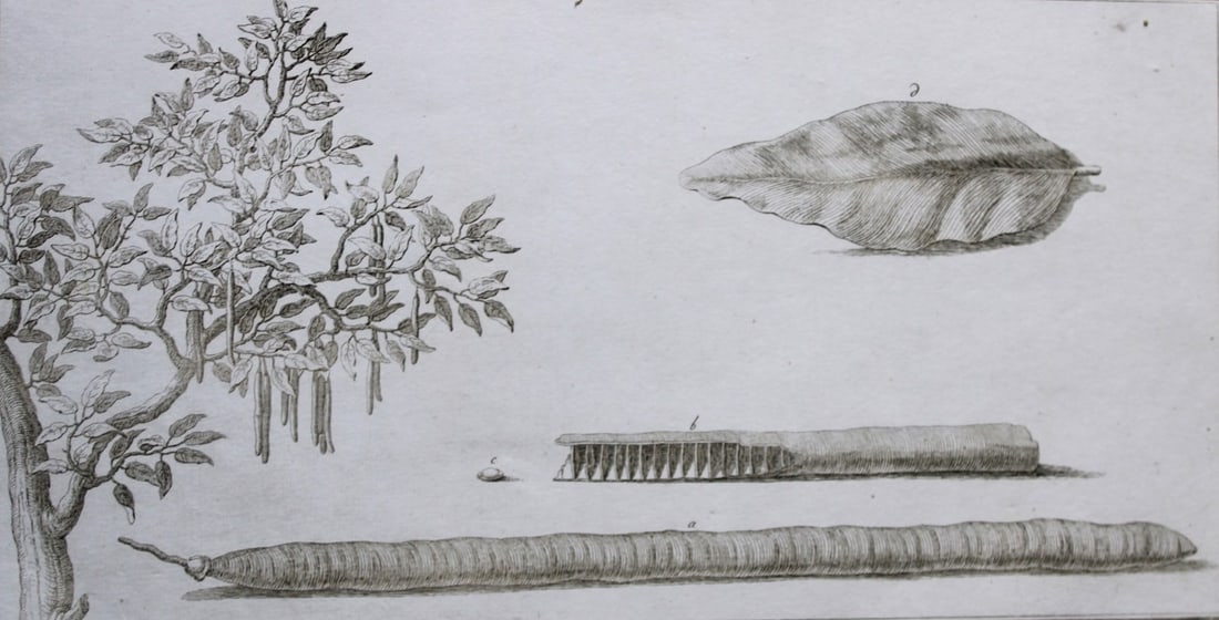 Fistulated case and leaf by Capt. FL Norden 1792: This copperplate engraving is from The Antiquities, Natural History, Ruins and Other Curiosities of Egypt, Nubia and Thebes by Frederic Lewis (or Ludvig) Norden. Printed for Edward Jeffreys, London 17