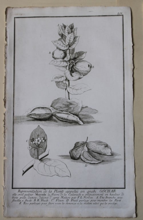 Oschar plant by Capt. FL Norden 1792: This copperplate engraving is from The Antiquities, Natural History, Ruins and Other Curiosities of Egypt, Nubia and Thebes by Frederic Lewis (or Ludvig) Norden. Printed for Edward Jeffreys, London 17