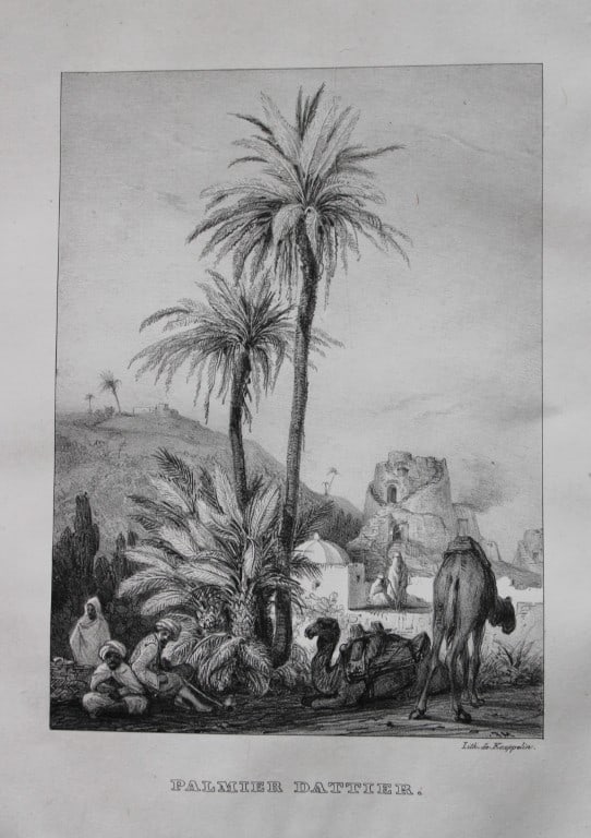E Kaeppelin - Palmier Dattier c1850: This lithograph of a Date Palm was lithographed by Eugene Kaeppelin c1850.Size: 10in x 7in (25cm x 18cm)
