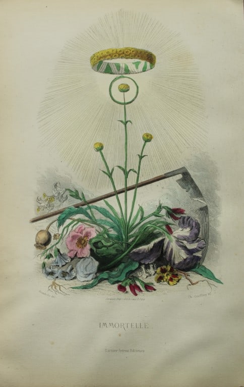 JJ Grandville - Lithograph of Les Fleurs Animees 1846 (1 of 1)