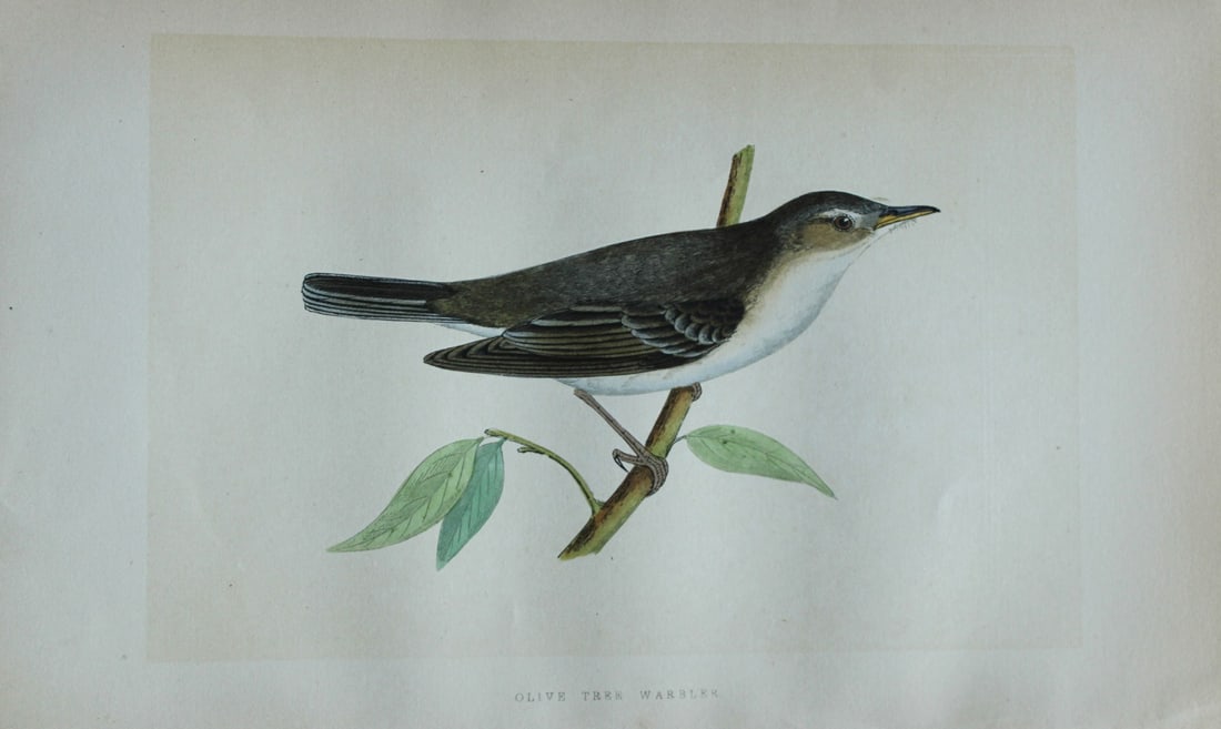 Charles Bree - Hand-coloured engraving of Olive Tree Warbler 1866: This hand-coloured wood engraving is from the History of the Birds of Europe, not observed in the British Isles by Charles Robert Bree, FZS and published by Groombridge and Sons, London. 1866, first e