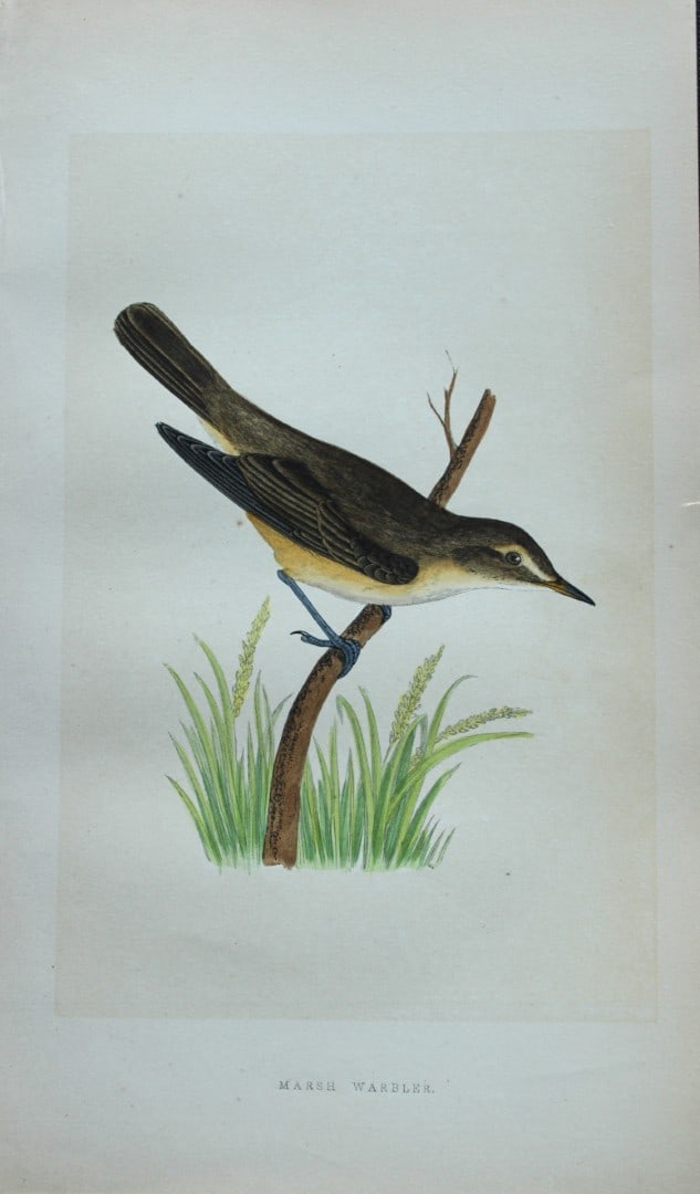 Charles Bree - Hand-coloured engraving of Marsh Warbler 1866: This hand-coloured wood engraving is from the History of the Birds of Europe, not observed in the British Isles by Charles Robert Bree, FZS and published by Groombridge and Sons, London. 1866, first e