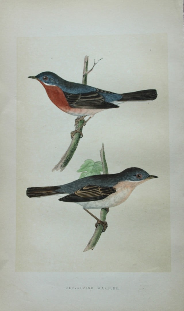 Charles Bree - Hand-coloured engraving of Sub-Alpine Warbler 1866: This hand-coloured wood engraving is from the History of the Birds of Europe, not observed in the British Isles by Charles Robert Bree, FZS and published by Groombridge and Sons, London. 1866, first e