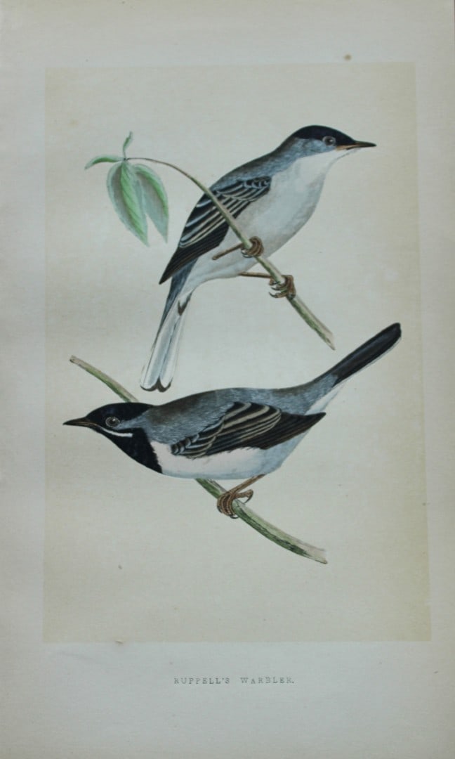Charles Bree - Hand-coloured engraving of Ruppell's Warbler 1866: This hand-coloured wood engraving is from the History of the Birds of Europe, not observed in the British Isles by Charles Robert Bree, FZS and published by Groombridge and Sons, London. 1866, first e