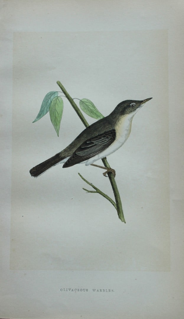 Charles Bree - Hand-coloured engraving of Olivaceous Warbler 1866: This hand-coloured wood engraving is from the History of the Birds of Europe, not observed in the British Isles by Charles Robert Bree, FZS and published by Groombridge and Sons, London. 1866, first e