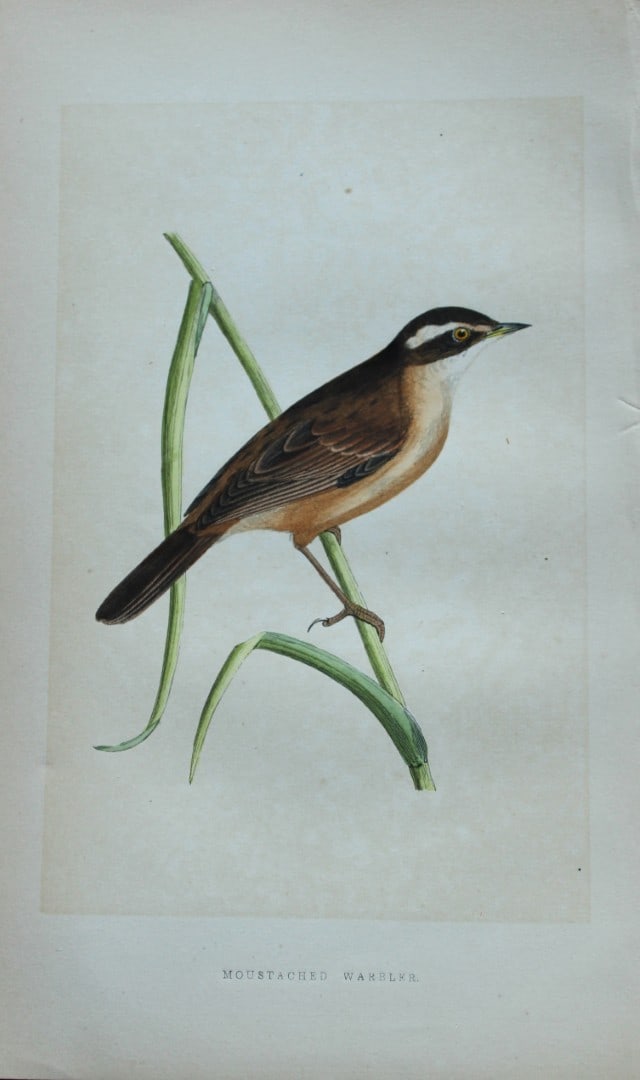 Charles Bree - Hand-coloured engraving of Moustached Warbler 1866: This hand-coloured wood engraving is from the History of the Birds of Europe, not observed in the British Isles by Charles Robert Bree, FZS and published by Groombridge and Sons, London. 1866, first e
