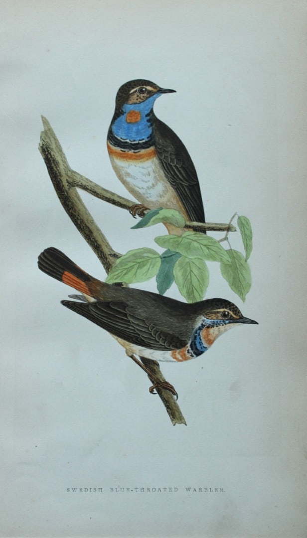 Charles Bree - Hand-coloured engraving of Swedish Blue-throated Warbler 1866: This hand-coloured wood engraving is from the History of the Birds of Europe, not observed in the British Isles by Charles Robert Bree, FZS and published by Groombridge and Sons, London. 1866, first e