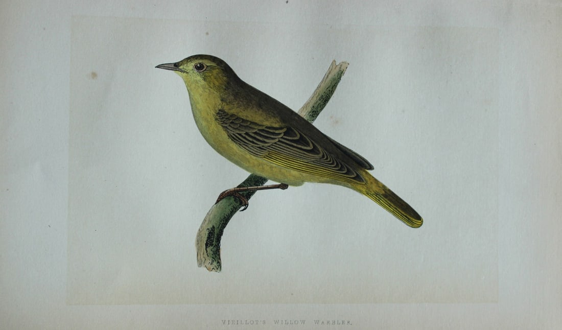 Charles Bree - Hand-coloured engraving of Vieillot's Willow Warbler 1866: This hand-coloured wood engraving is from the History of the Birds of Europe, not observed in the British Isles by Charles Robert Bree, FZS and published by Groombridge and Sons, London. 1866, first e