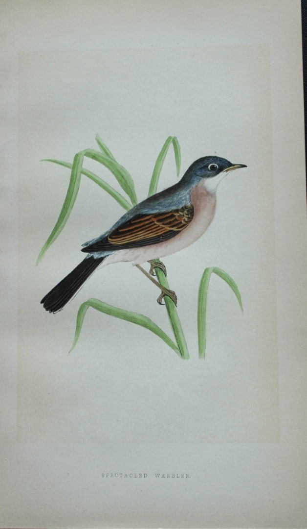 Charles Bree - Hand-coloured engraving of Spectacled Warbler 1866: This hand-coloured wood engraving is from the History of the Birds of Europe, not observed in the British Isles by Charles Robert Bree, FZS and published by Groombridge and Sons, London. 1866, first e