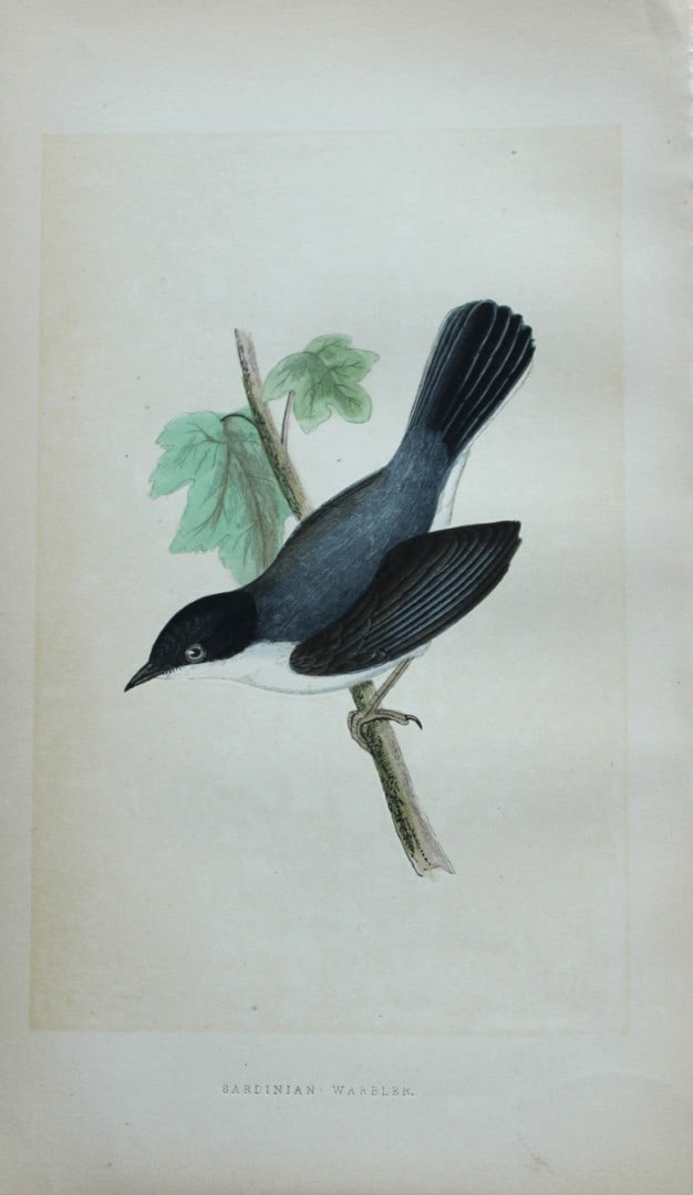 Charles Bree - Hand-coloured engraving of Sardinian Warbler 1866: This hand-coloured wood engraving is from the History of the Birds of Europe, not observed in the British Isles by Charles Robert Bree, FZS and published by Groombridge and Sons, London. 1866, first e