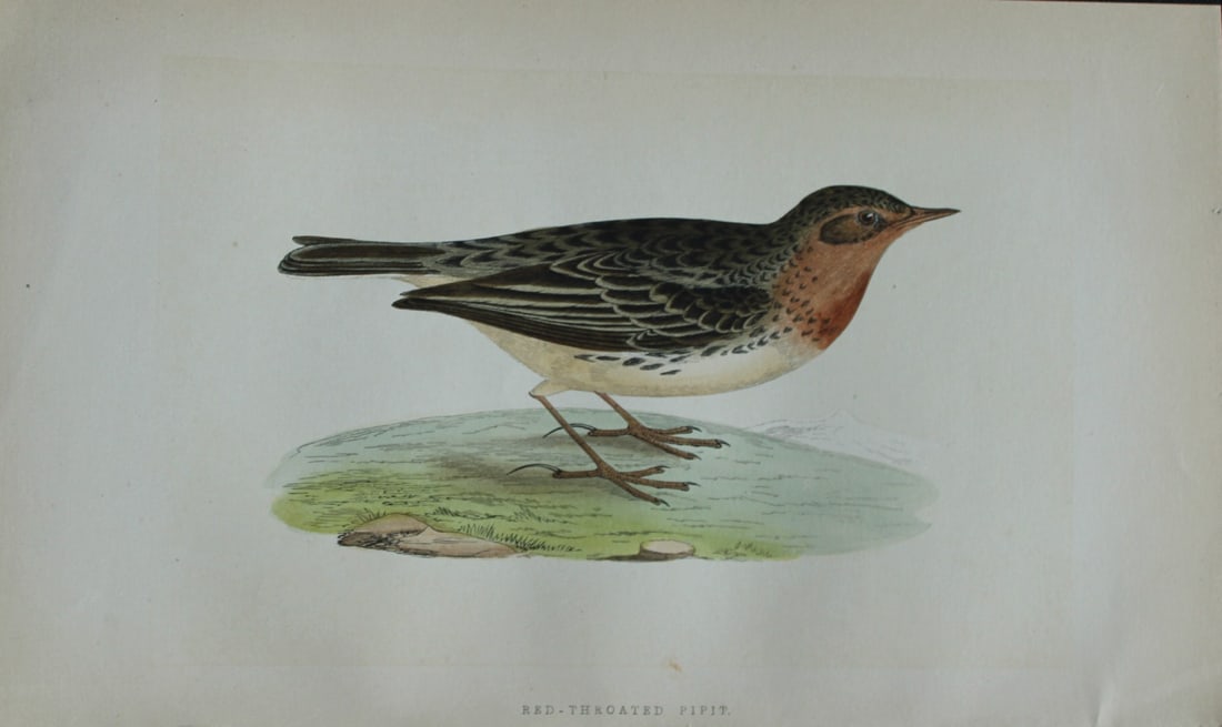 Charles Bree - Hand-coloured engraving of Red-throated Pipit 1866: This hand-coloured wood engraving is from the History of the Birds of Europe, not observed in the British Isles by Charles Robert Bree, FZS and published by Groombridge and Sons, London. 1866, first e