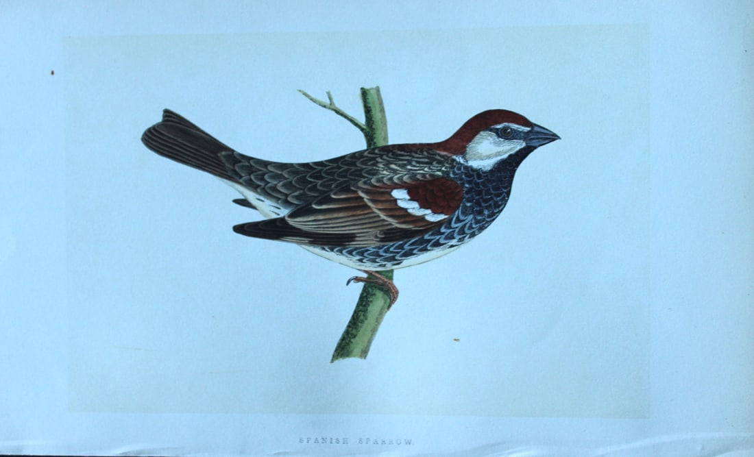 Charles Bree - Hand-coloured engraving of Spanish Sparrow 1866: This hand-coloured wood engraving is from the History of the Birds of Europe, not observed in the British Isles by Charles Robert Bree, FZS and published by Groombridge and Sons, London. 1866, first e
