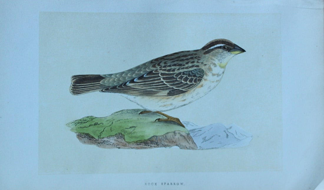 Charles Bree - Hand-coloured engraving of Rock Sparrow 1866: This hand-coloured wood engraving is from the History of the Birds of Europe, not observed in the British Isles by Charles Robert Bree, FZS and published by Groombridge and Sons, London. 1866, first e