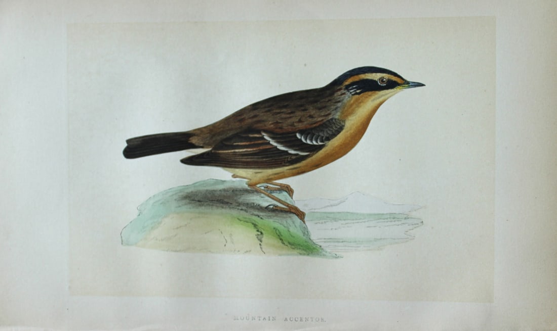 Charles Bree - Hand-coloured engraving of Mountain Accentor 1866: This hand-coloured wood engraving is from the History of the Birds of Europe, not observed in the British Isles by Charles Robert Bree, FZS and published by Groombridge and Sons, London. 1866, first e