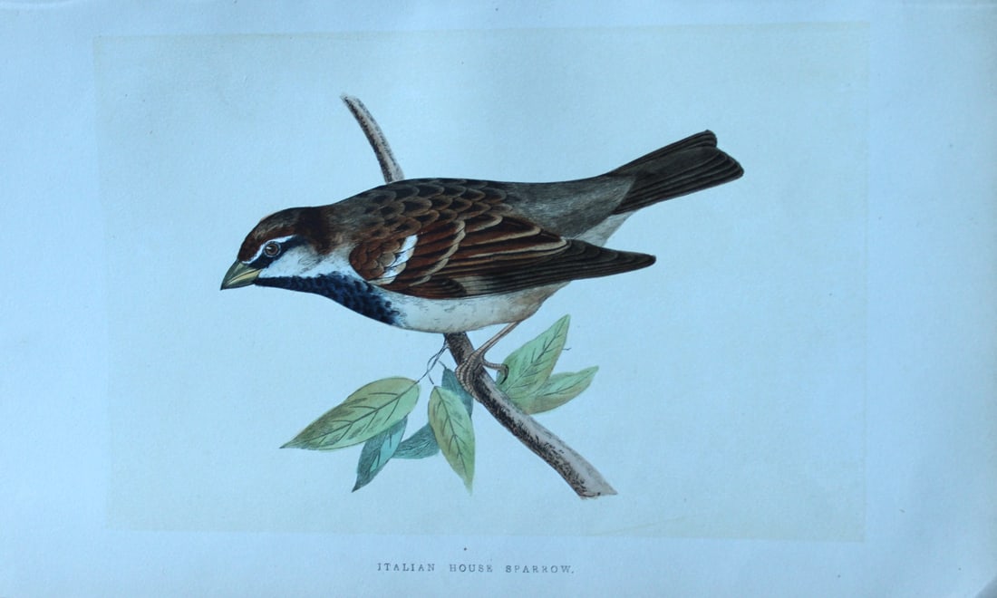 Charles Bree - Hand-coloured engraving of Italian House Sparrow 1866: This hand-coloured wood engraving is from the History of the Birds of Europe, not observed in the British Isles by Charles Robert Bree, FZS and published by Groombridge and Sons, London. 1866, first e