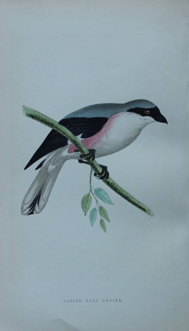 Charles Bree - Hand-coloured engraving of Lesser Grey Shrike 1866: This hand-coloured wood engraving is from the History of the Birds of Europe, not observed in the British Isles by Charles Robert Bree, FZS and published by Groombridge and Sons, London. 1866, first e