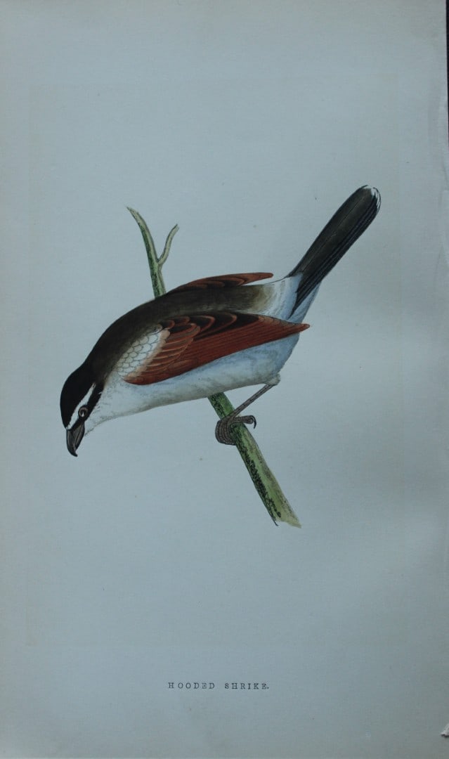 Charles Bree - Hand-coloured engraving of Hooded Shrike 1866: This hand-coloured wood engraving is from the History of the Birds of Europe, not observed in the British Isles by Charles Robert Bree, FZS and published by Groombridge and Sons, London. 1866, first e