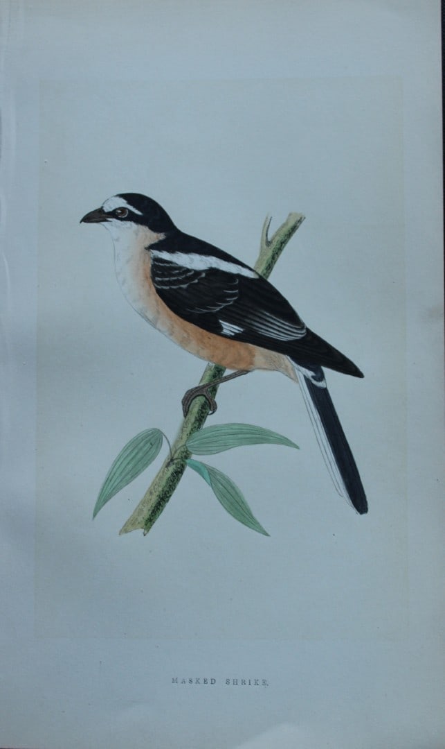 Charles Bree - Hand-coloured engraving of Masked Shrike 1866: This hand-coloured wood engraving is from the History of the Birds of Europe, not observed in the British Isles by Charles Robert Bree, FZS and published by Groombridge and Sons, London. 1866, first e