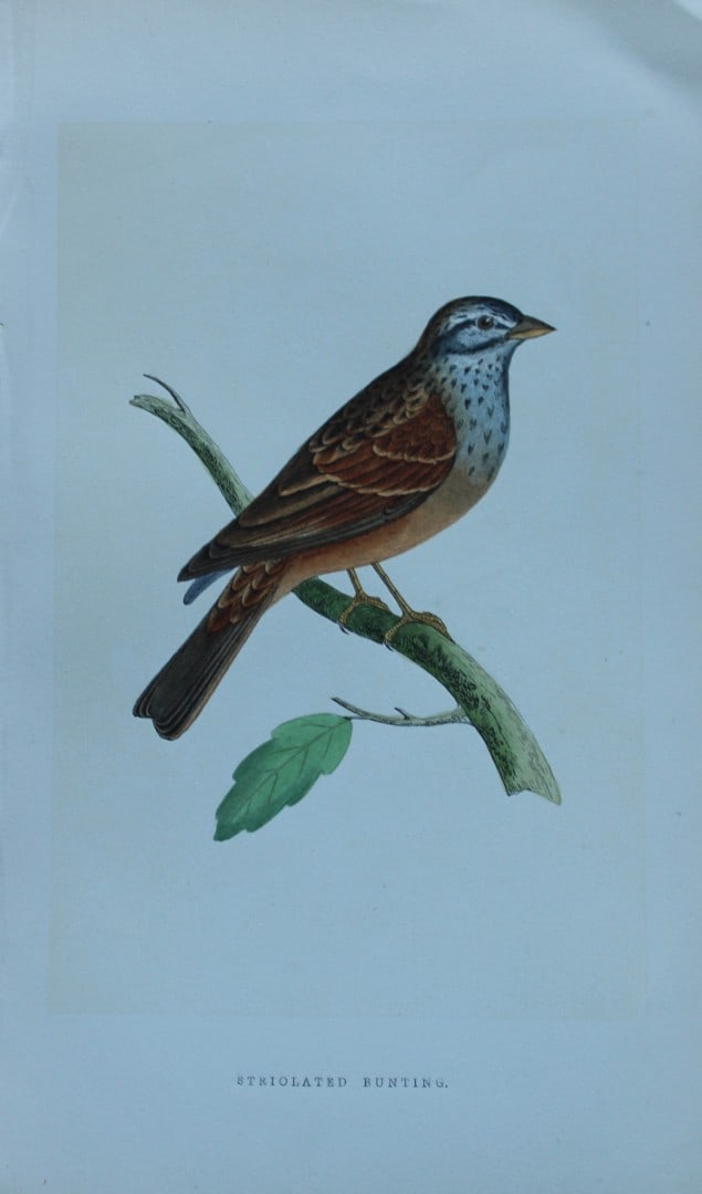 Charles Bree - Hand-coloured engraving of Striolated Bunting 1866: This hand-coloured wood engraving is from the History of the Birds of Europe, not observed in the British Isles by Charles Robert Bree, FZS and published by Groombridge and Sons, London. 1866, first e