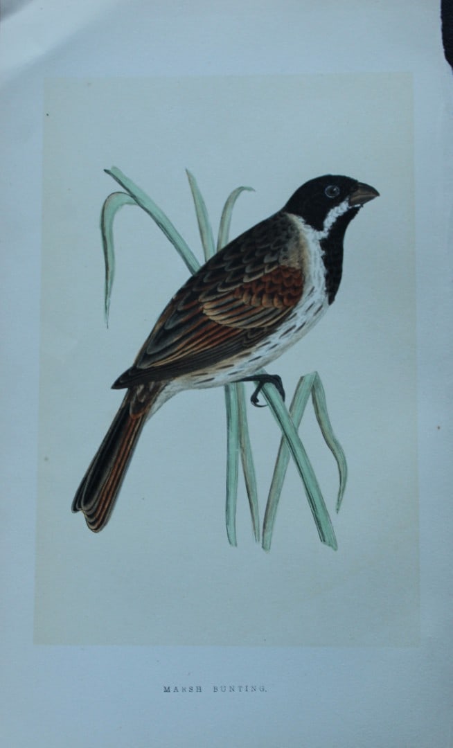Charles Bree - Hand-coloured engraving of Marsh Bunting 1866: This hand-coloured wood engraving is from the History of the Birds of Europe, not observed in the British Isles by Charles Robert Bree, FZS and published by Groombridge and Sons, London. 1866, first e