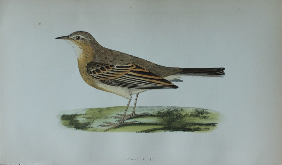 Charles Bree - Hand-coloured engraving of Tawny Pipit 1866: This hand-coloured wood engraving is from the History of the Birds of Europe, not observed in the British Isles by Charles Robert Bree, FZS and published by Groombridge and Sons, London. 1866, first e