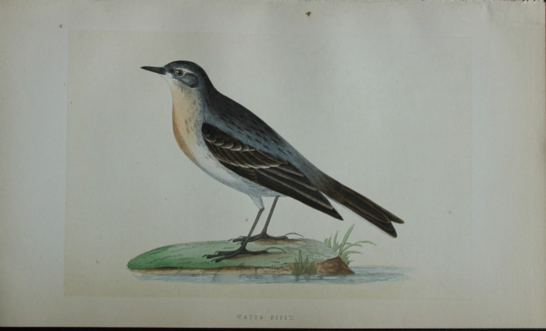 Charles Bree - Hand-coloured engraving of Water Pipit 1866: This hand-coloured wood engraving is from the History of the Birds of Europe, not observed in the British Isles by Charles Robert Bree, FZS and published by Groombridge and Sons, London. 1866, first e